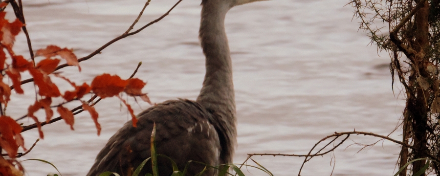 058 Heron