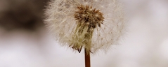 064 Delicate Dandelion