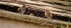 022 Birds Wash Time