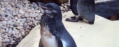 025 Penguins
