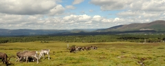 040 Reindeer Grazing
