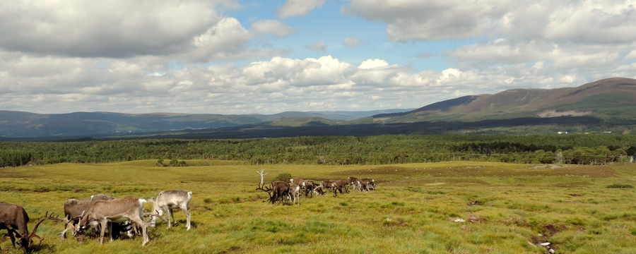 040 Reindeer Grazing