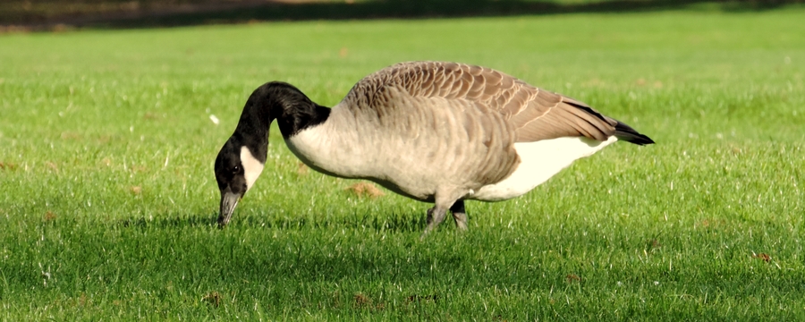 045 Geese
