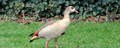 052 Curious Bird
