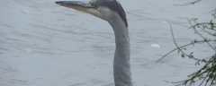 063 Heron