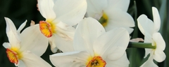 067 Daffodils