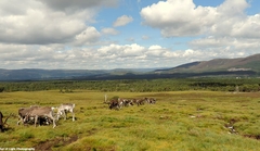 040 Reindeer Grazing