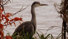 058 Heron