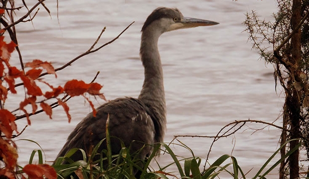 058 Heron