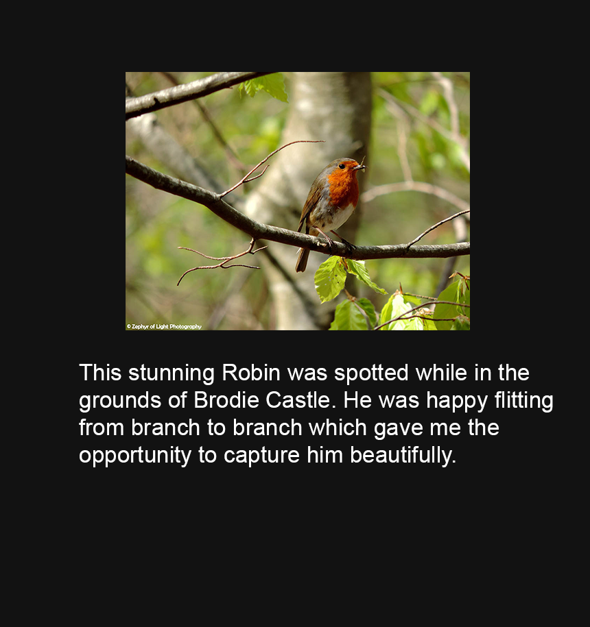 0112 - Robin