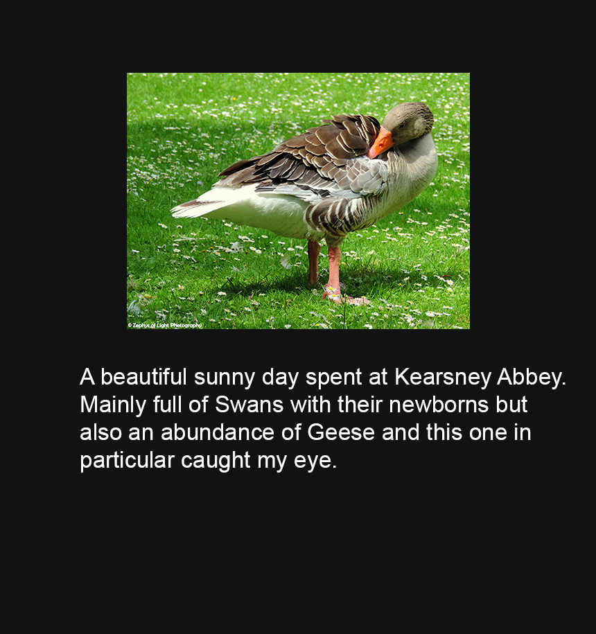 0116 Goose Preening