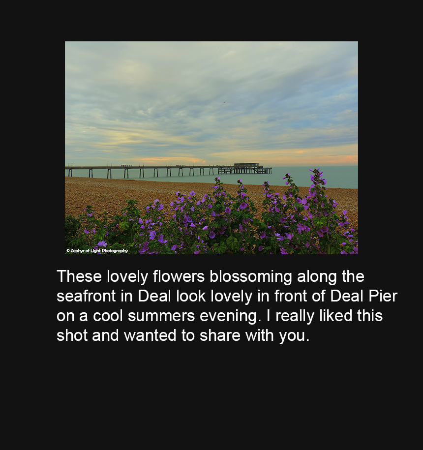 0121 Flowers at Deal Pier